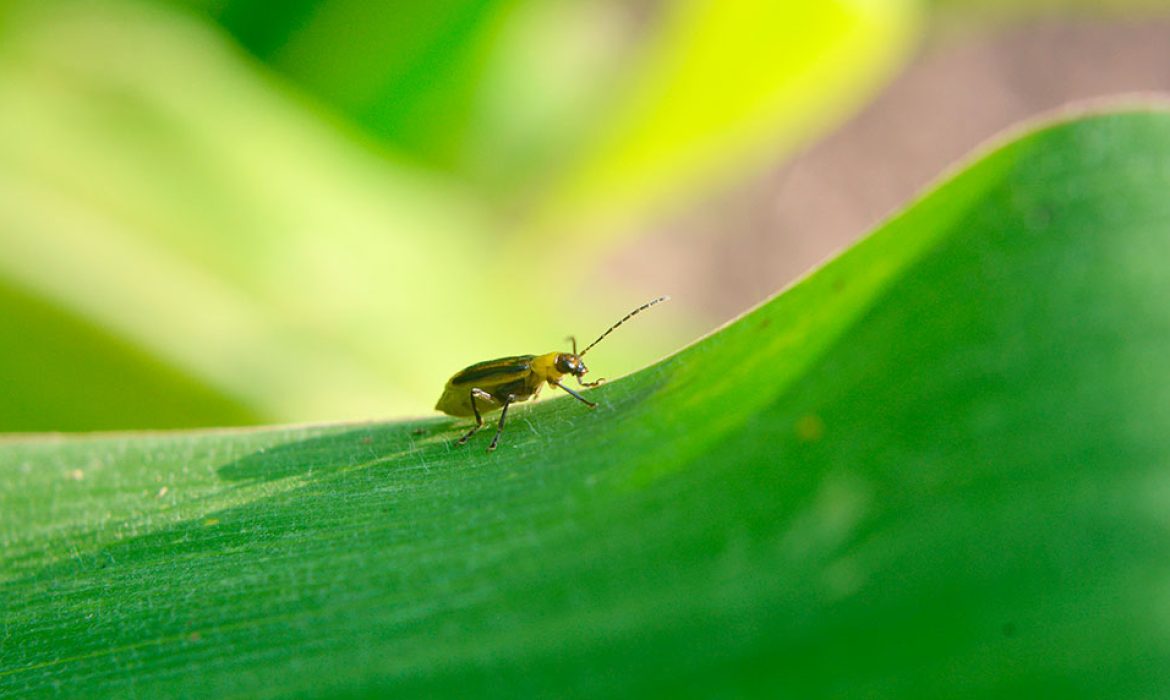 Controle da cigarrinha-do-milho (Dalbulus maidis)