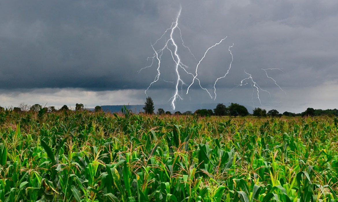 Impacto efetivo do La Niña na produtividade de milho verão em 21/22