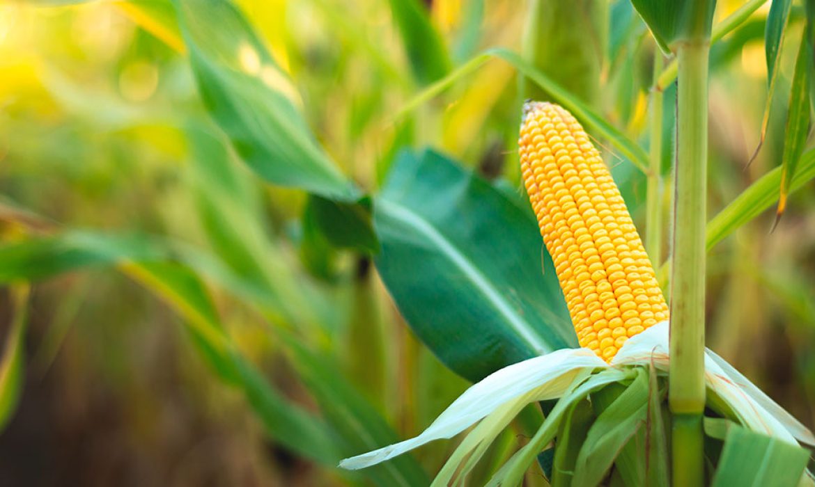 Economia de baixo carbono e importância da agricultura brasileira