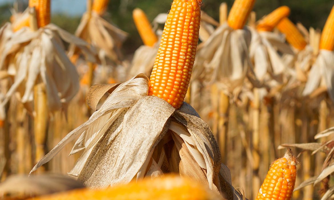 Economia de baixo carbono e importância da agricultura brasileira