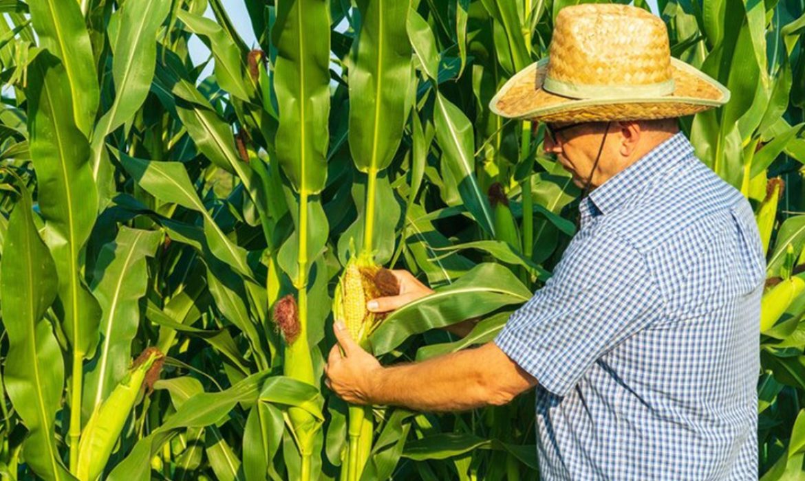 Cenário de rentabilidade da safra de milho verão 21/22