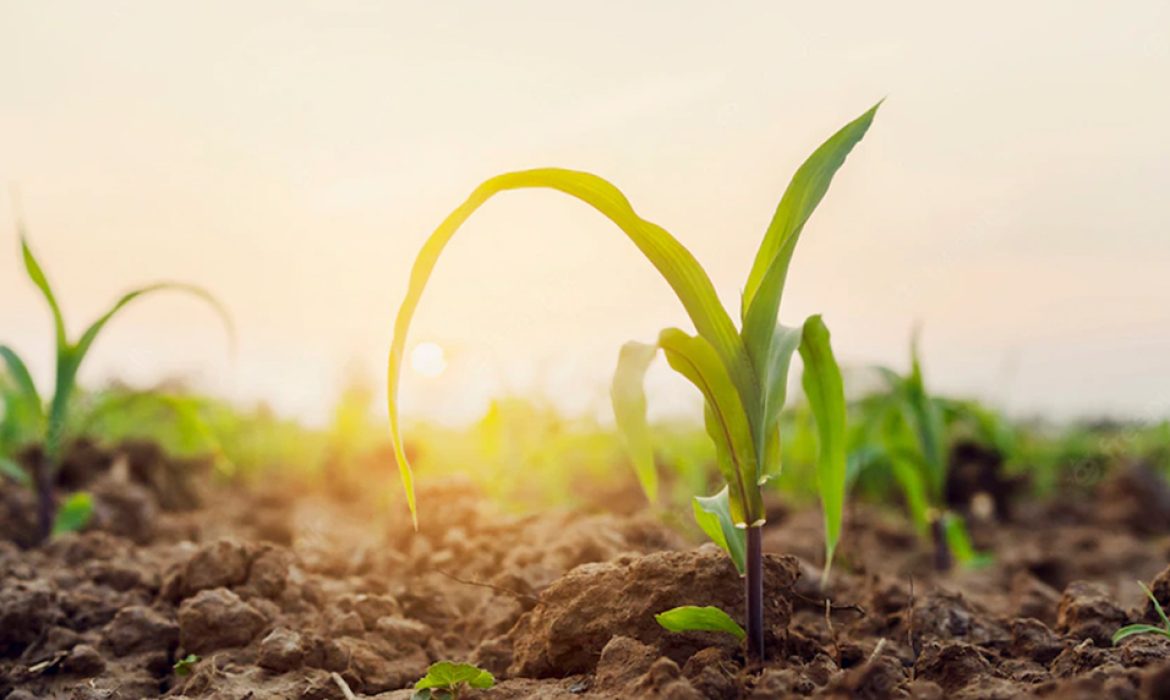 Como são classificados os resíduos sólidos gerados na produção agrícola?