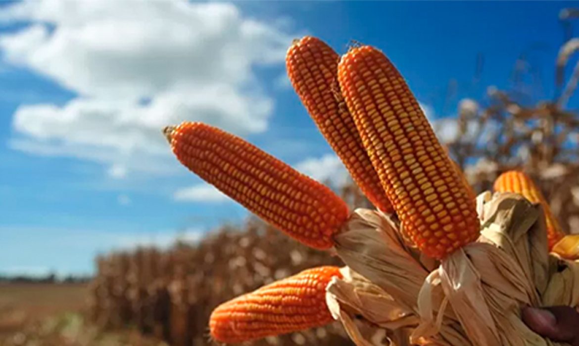 Onda de calor pode ajudar no desenvolvimento de safra nos EUA.