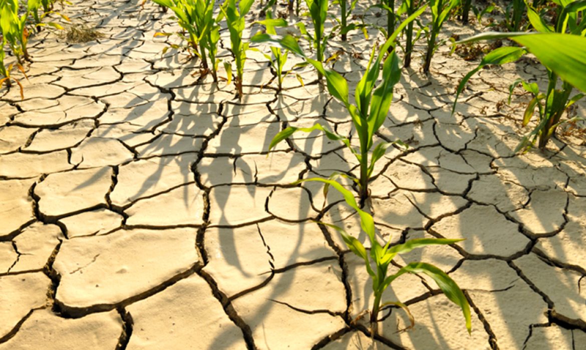 Clima seco é motivo de preocupação dos agricultores de milho nos Estados Unidos.