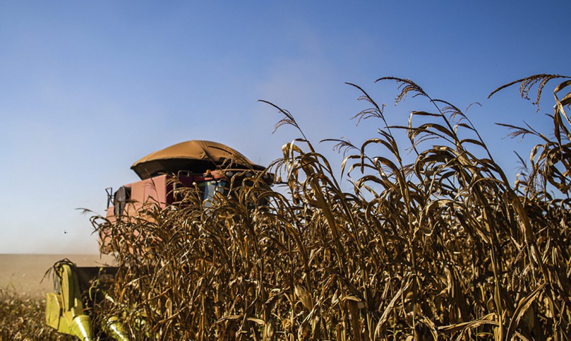 USDA relata mais quedas na qualidade das lavouras de milho americanas e mercados se tornam mais pessimistas.