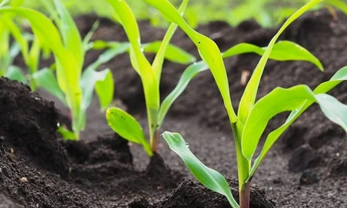 A produtividade das lavouras de milho pode ter grande queda devido às condições das plantações.