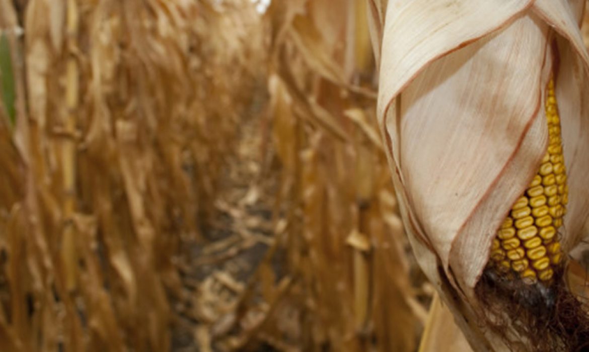 Condição das lavouras caem novamente e levantam discussões sobre o número de produtividade de milho do USDA.