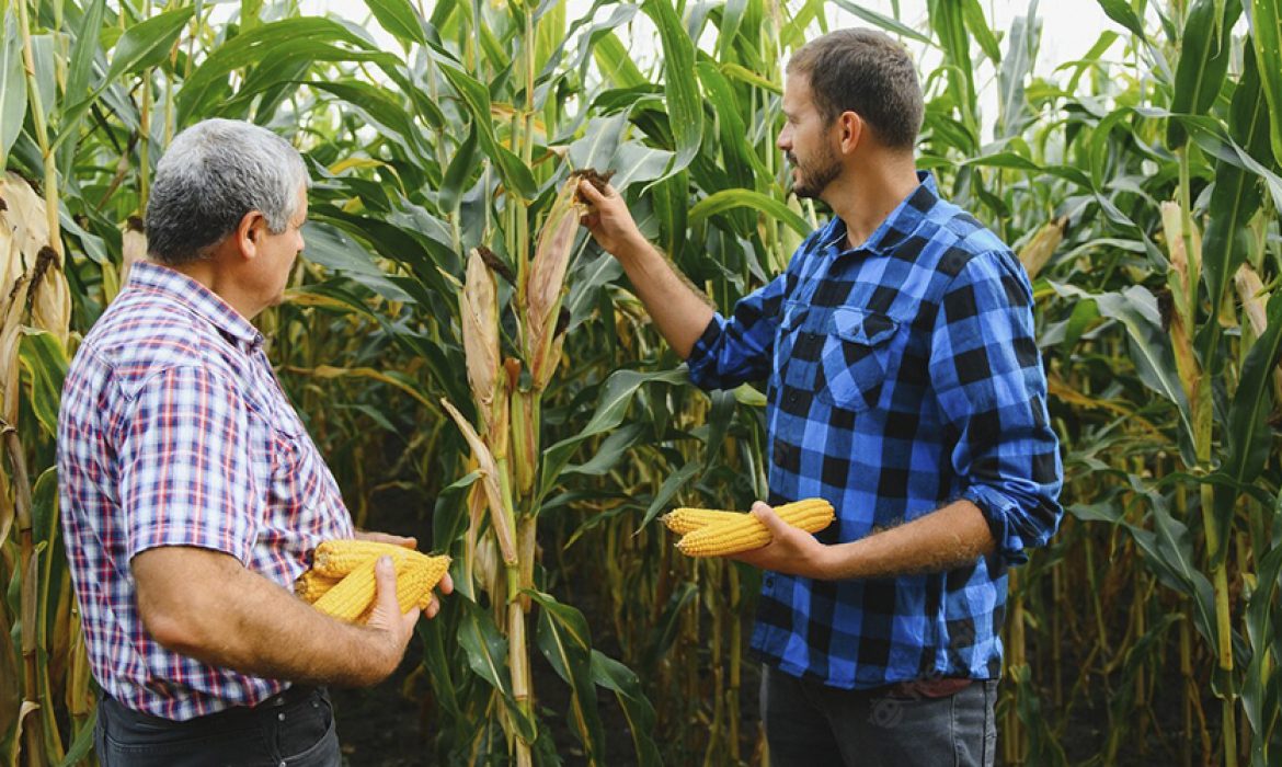 Trabalho nos campos de milho nos Estados Unidos estão bem lentos de acordo com o USDA.