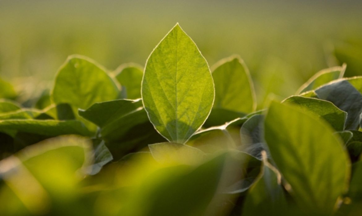 Tudo que você precisa saber antes de aplicar fertilizante foliar.